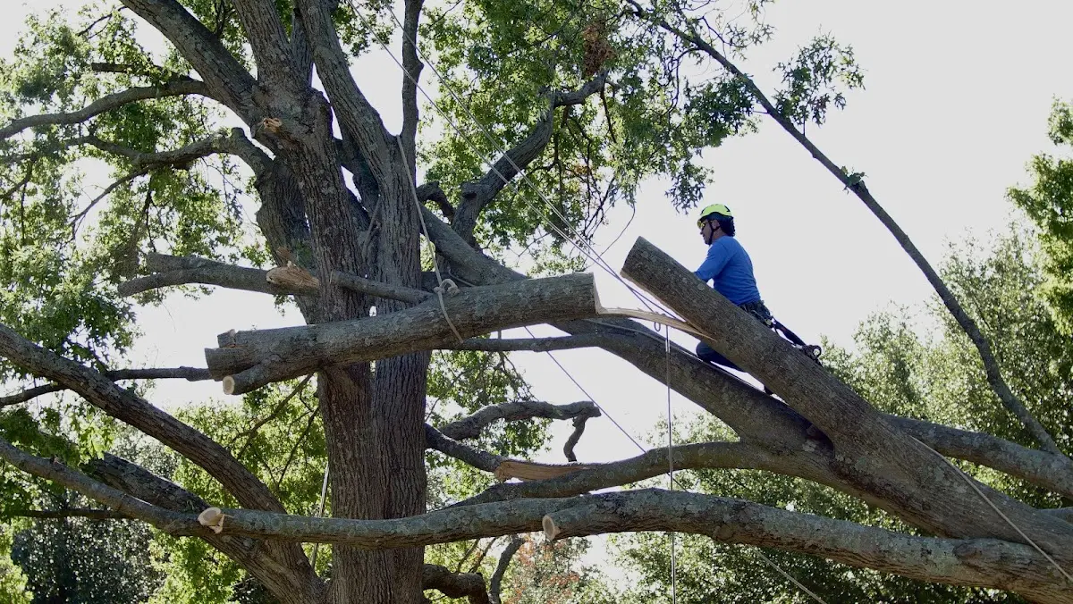 Professional Crown Thinning performed by certified arborists in Paul Smiths